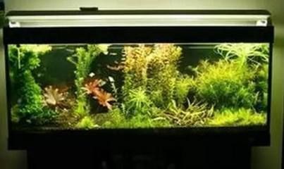 請提供金龍魚掛面的活性發酵工藝視頻詳解，金龍魚掛面活性發酵工藝詳解金龍魚掛面的活性發酵工藝 請提供金龍魚掛面的活性發酵工藝視頻詳解，金龍魚掛面活性發酵工藝詳解金龍魚掛面的活性發酵工藝 龍魚百科 第2張
