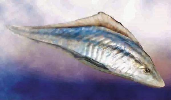 魚是怎么誕生出來的