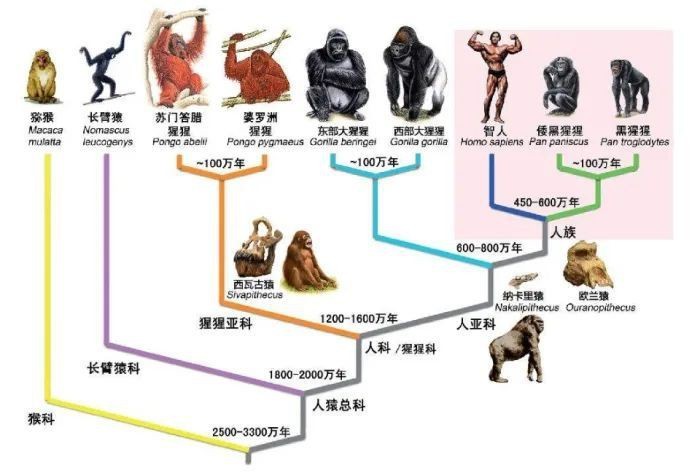 魚是怎么誕生出來的