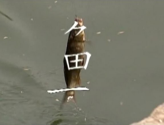 魚是怎么誕生出來的