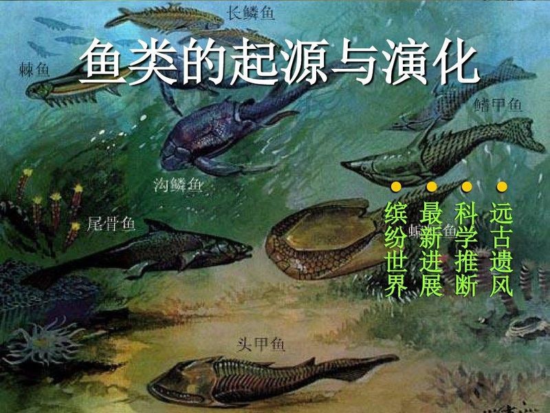 魚是怎么誕生出來的
