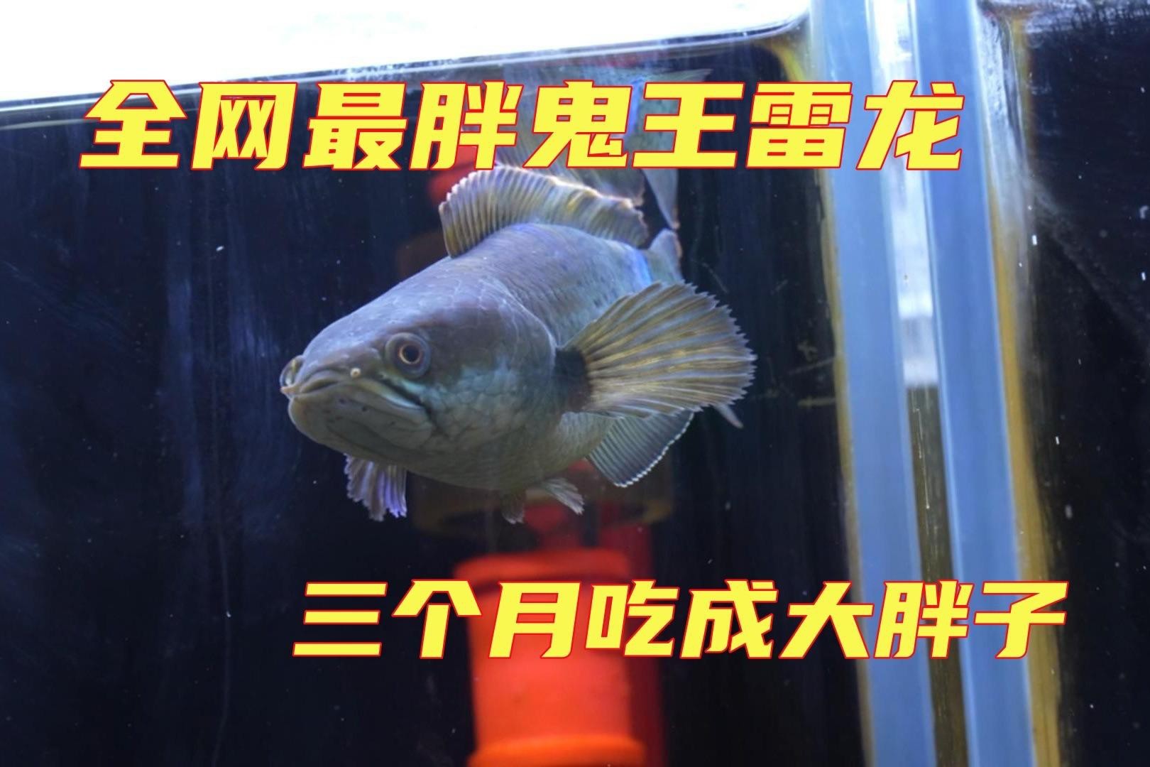 如何判斷鬼王雷龍魚是否吃飽？