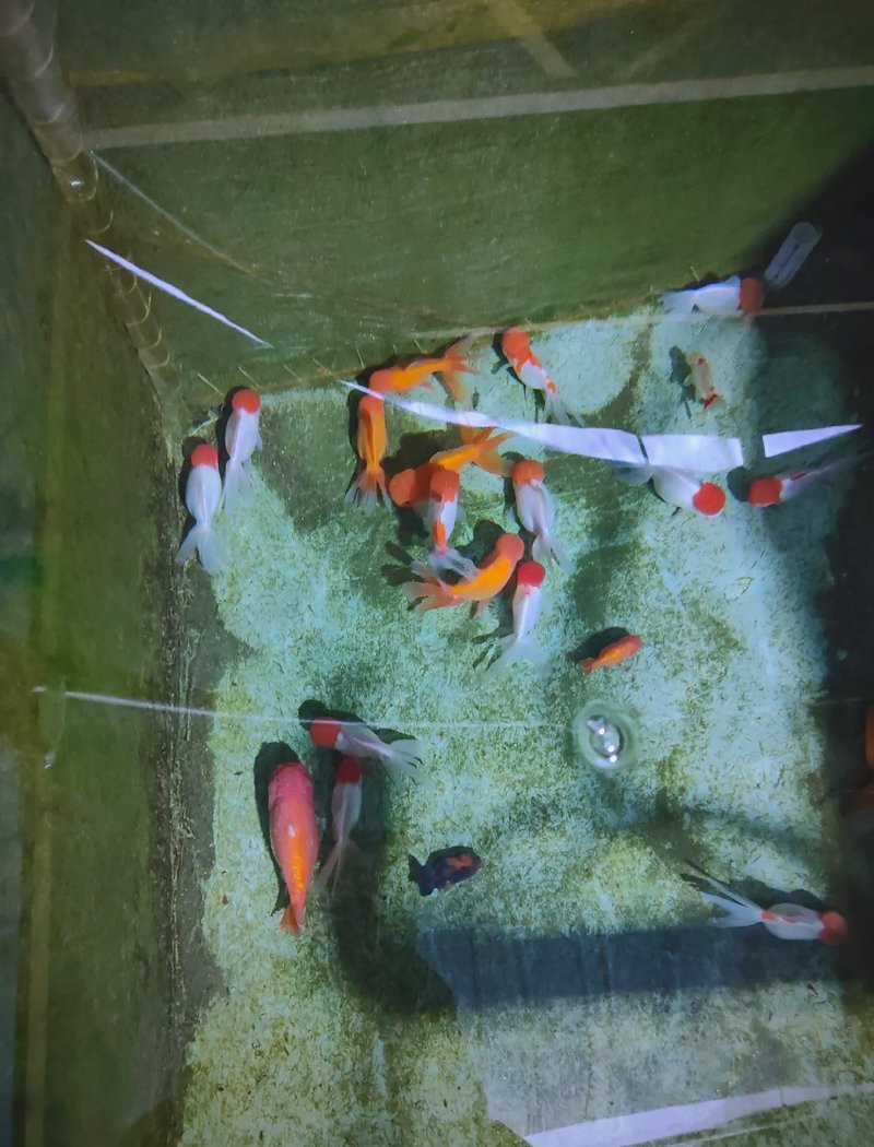 收別人送的魚是吉是兇 收別人送的魚是吉是兇 龍魚論壇 第1張