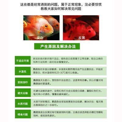 金龍魚眼睛發白怎么辦（金龍魚眼睛發白可能由多種原因引起，金龍魚眼睛發白的原因）