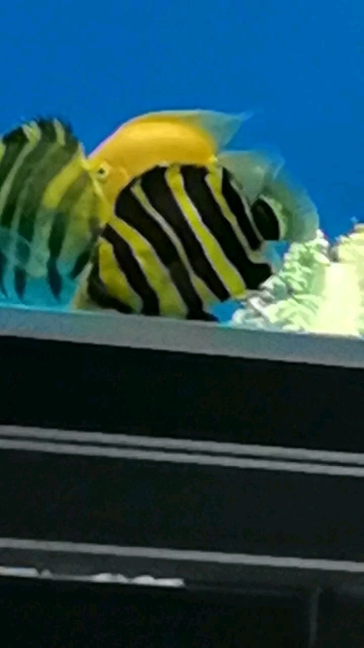 魚缸過濾器選購指南:自制魚缸過濾器魚缸上置過濾器對于養(yǎng)魚愛好者的必備知識 小虎魚 明晃晃 龍魚論壇 小虎魚 明晃晃 小虎魚 明晃晃 龍魚論壇