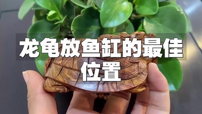 龍龜在魚缸中如何擺放？