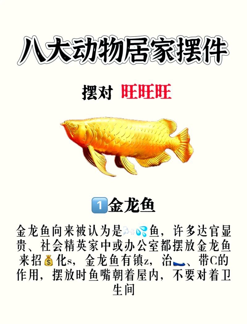金龍魚放門口最忌諱什么