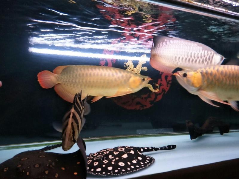龍魚高檔配魚都有什么