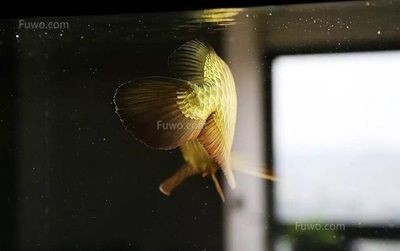 海鹽在魚缸中的使用需要根據(jù)具體的魚類和用途來確定合適的加鹽比例和注意事項：關于海鹽在魚缸中使用的詳細信息