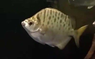 銀鼓魚苗孵化期最佳水溫：銀鼓魚苗孵化期最佳水溫具體信息未能直接找到確切的答案 銀鼓魚苗孵化期最佳水溫：銀鼓魚苗孵化期最佳水溫具體信息未能直接找到確切的答案 龍魚百科 第1張