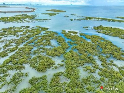 銀鼓魚苗孵化期最佳水溫：銀鼓魚苗孵化期最佳水溫具體信息未能直接找到確切的答案 銀鼓魚苗孵化期最佳水溫：銀鼓魚苗孵化期最佳水溫具體信息未能直接找到確切的答案 龍魚百科 第5張