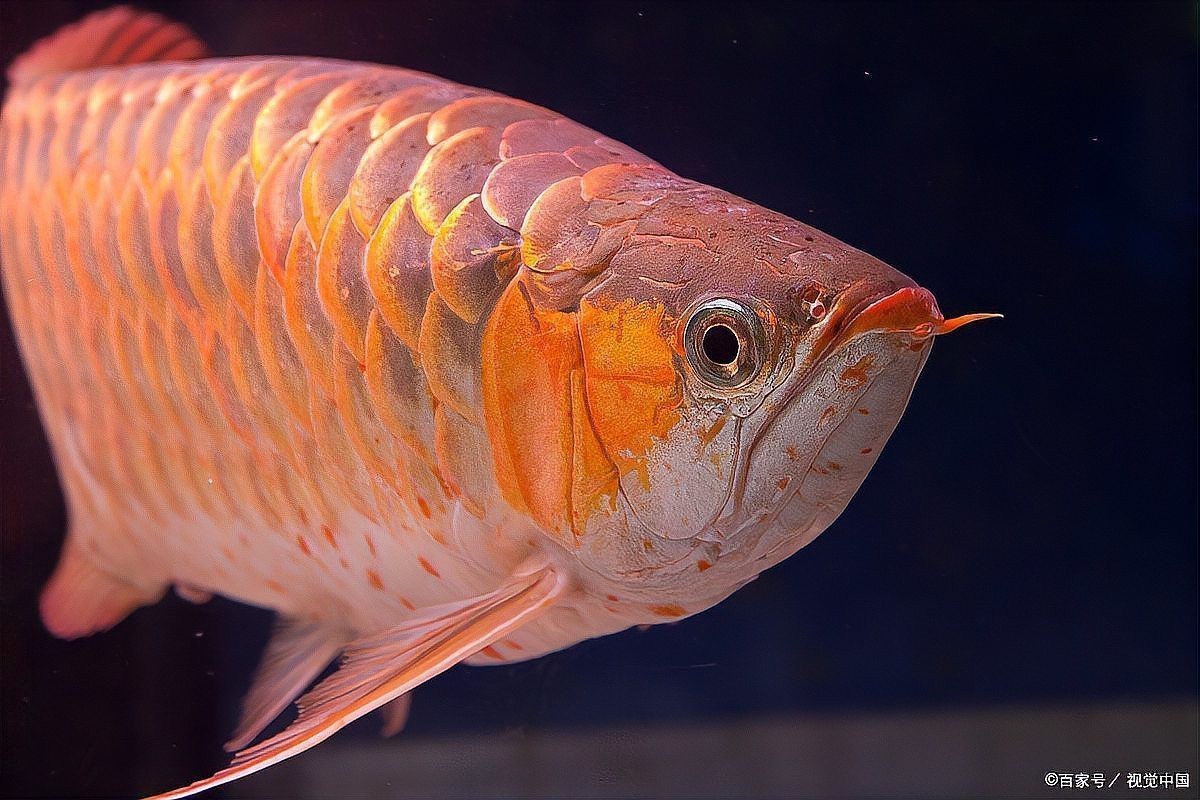 帝龍火神的龍魚怎么樣