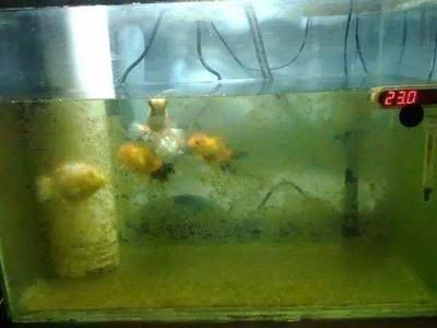大型魚缸除藻：大型魚缸除藻劑和生物除藻策略，魚缸水質管理防藻技巧