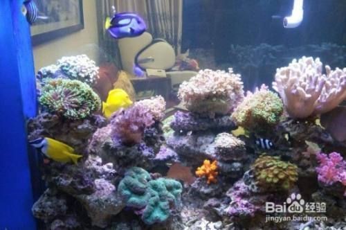大型魚缸除藻：大型魚缸除藻劑和生物除藻策略，魚缸水質管理防藻技巧