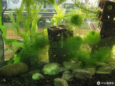 大型魚缸除藻：大型魚缸除藻劑和生物除藻策略，魚缸水質管理防藻技巧