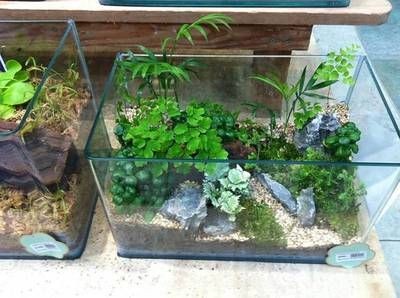 花盆改造成魚缸可行嗎:花盆改裝成魚缸可行嗎? 魚缸百科 第1張 花盆改造成魚缸可行嗎:花盆改裝成魚缸可行嗎? 花盆改造成魚缸可行嗎:花盆改裝成魚缸可行嗎? 魚缸百科 第1張