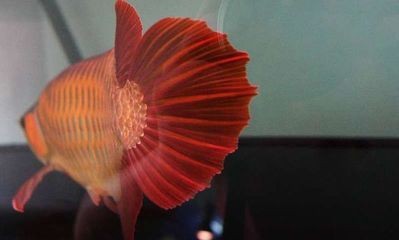 龍魚為什么不吃蝦（為什么龍魚不吃蝦？） 龍魚為什么不吃蝦（為什么龍魚不吃蝦？） 龍魚百科 第4張