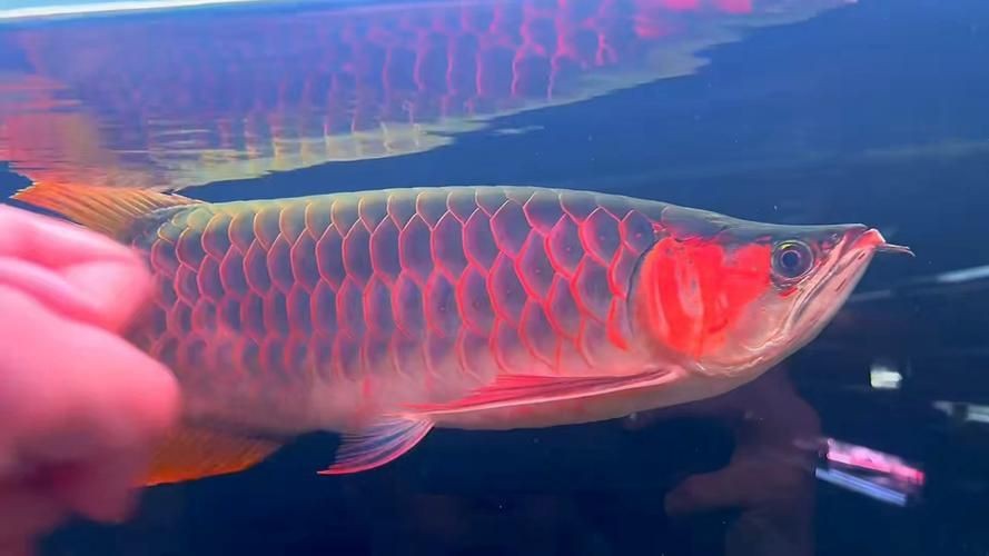 紅龍魚戰車圖片 龍魚論壇 第4張 紅龍魚戰車圖片 紅龍魚戰車圖片 龍魚論壇 第4張
