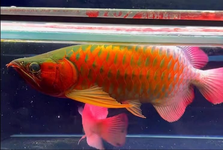紅龍魚戰車圖片 龍魚論壇 第11張 紅龍魚戰車圖片 紅龍魚戰車圖片 龍魚論壇 第11張
