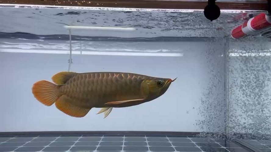 紅龍魚戰車圖片 龍魚論壇 第17張 紅龍魚戰車圖片 紅龍魚戰車圖片 龍魚論壇 第17張