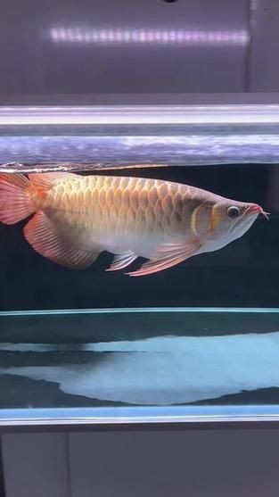 紅龍魚戰車圖片 龍魚論壇 第12張 紅龍魚戰車圖片 紅龍魚戰車圖片 龍魚論壇 第12張