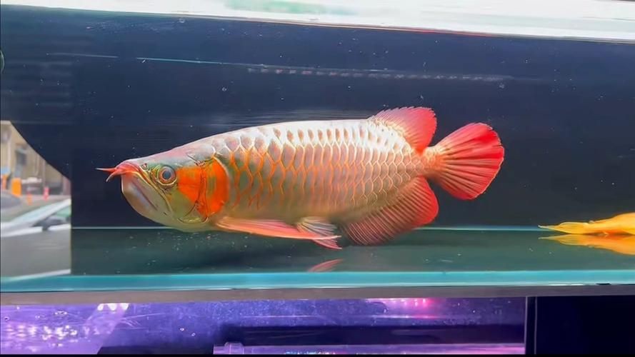 紅龍魚戰車圖片 龍魚論壇 第24張 紅龍魚戰車圖片 紅龍魚戰車圖片 龍魚論壇 第24張
