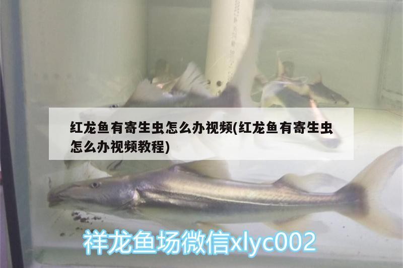 紅龍魚有寄生蟲怎么辦視頻(紅龍魚有寄生蟲怎么辦視頻教程) 魚缸百科 第2張 紅龍魚有寄生蟲怎么辦視頻(紅龍魚有寄生蟲怎么辦視頻教程) 紅龍魚有寄生蟲怎么辦視頻(紅龍魚有寄生蟲怎么辦視頻教程) 魚缸百科 第2張