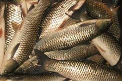淡水魚缸養殖方法：如何在淡水魚缸中養草魚