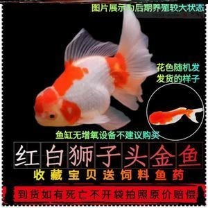 淡水魚缸養殖方法：如何在淡水魚缸中養草魚