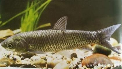 淡水魚缸養殖方法：如何在淡水魚缸中養草魚