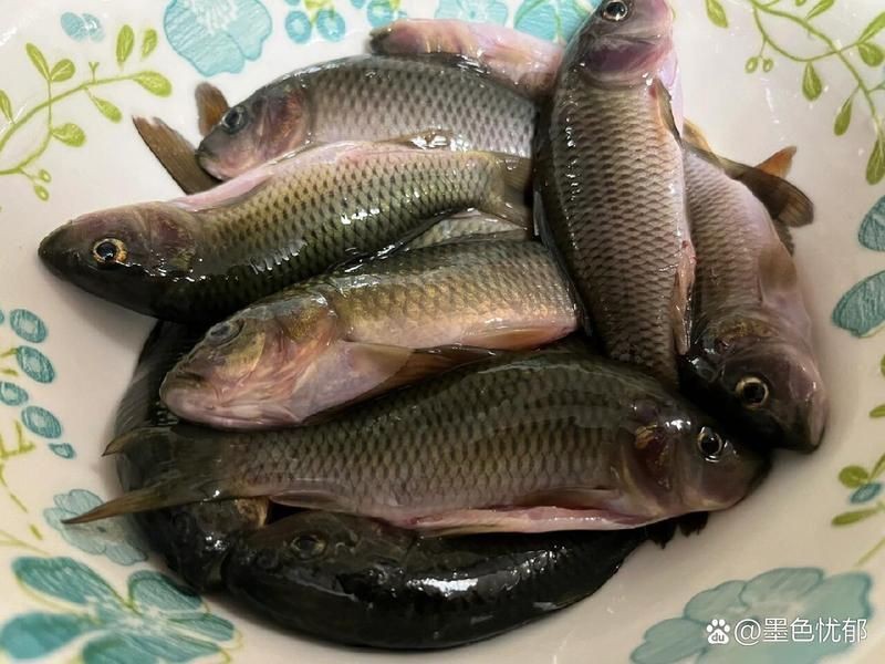 荷花魚的做法 荷花魚的做法 龍魚論壇 第7張