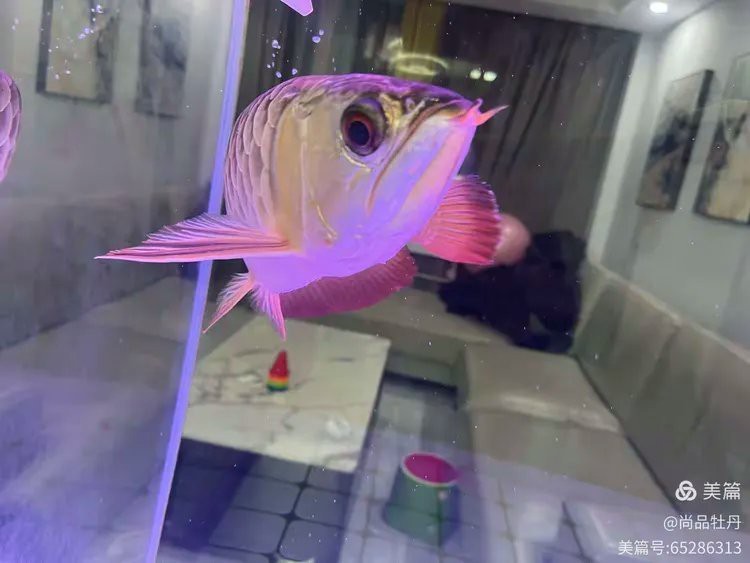 金龍魚吃其他魚嗎