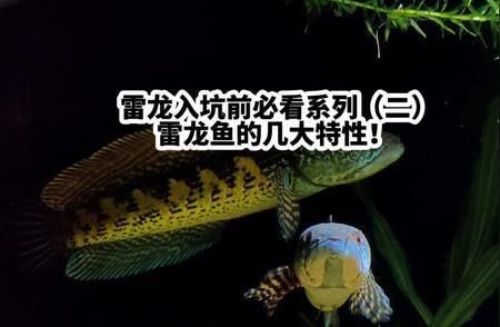 藍寶石雷龍魚各流域種差別：藍寶石雷龍魚各流域種之間存在多種差別藍寶石雷龍魚混養(yǎng)注意事項