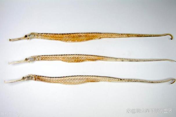 海龍魚圖片分享海龍魚有什么作用 海龍魚圖片分享海龍魚有什么作用 龍魚百科 第5張