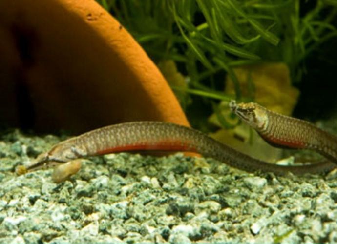 海龍魚圖片分享海龍魚有什么作用 海龍魚圖片分享海龍魚有什么作用 龍魚百科 第11張