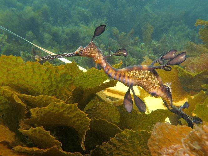 海龍魚圖片分享海龍魚有什么作用 海龍魚圖片分享海龍魚有什么作用 龍魚百科 第14張