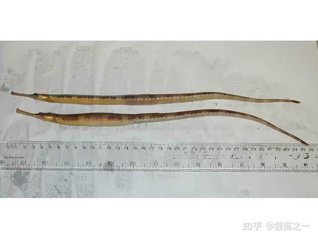 海龍魚圖片分享海龍魚有什么作用 海龍魚圖片分享海龍魚有什么作用 龍魚百科 第20張