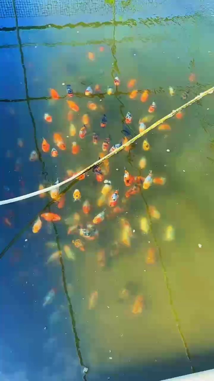 蘭壽批發