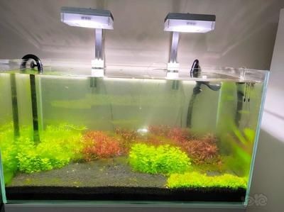 工業二氧化碳和魚缸二氧化碳(工業二氧化碳與食品級二氧化碳的區別) 魚缸百科 第1張 工業二氧化碳和魚缸二氧化碳(工業二氧化碳與食品級二氧化碳的區別) 工業二氧化碳和魚缸二氧化碳(工業二氧化碳與食品級二氧化碳的區別) 魚缸百科 第1張
