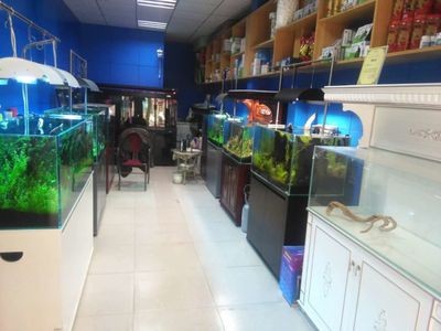 水族館加盟66祥龍魚場：水族館加盟66祥龍魚場是什么？ 水族館加盟66祥龍魚場：水族館加盟66祥龍魚場是什么？ 龍魚百科 第2張