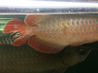 龍魚尾巴爛尾治療方法圖片：龍魚尾巴爛尾怎么辦