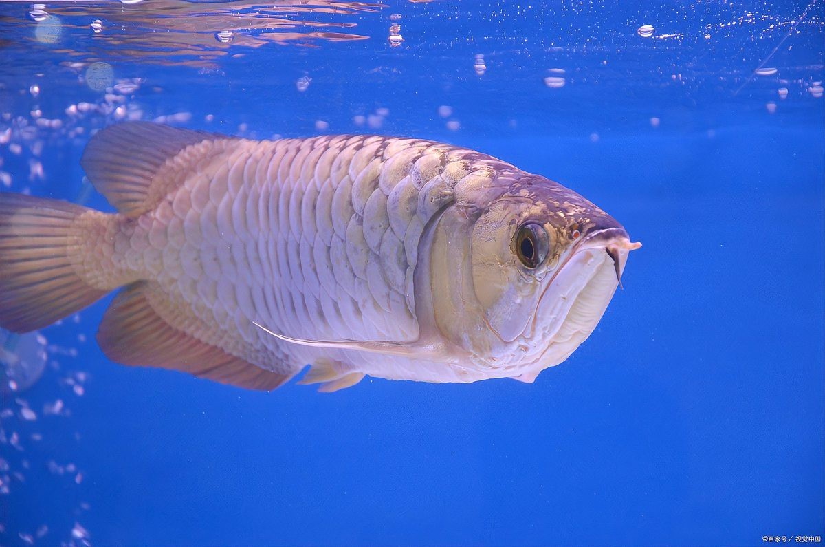 如何預防龍魚弓背？