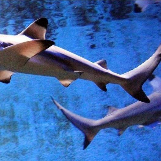 球鯊魚品種大全圖片 球鯊魚品種大全圖片 龍魚論壇 第1張