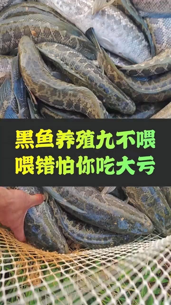 紅線黑影道人魚最忌三種食物 紅線黑影道人魚最忌三種食物 龍魚論壇 第4張
