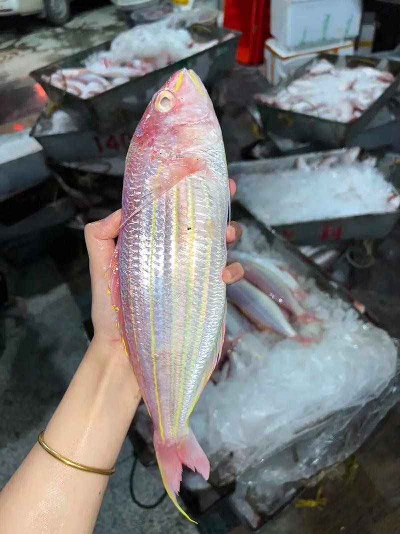 紅線黑影道人魚最忌三種食物 紅線黑影道人魚最忌三種食物 龍魚論壇 第8張