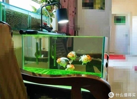 魚缸漂亮發表說說怎么寫，如何養護魚缸生態魚缸照明選擇技巧