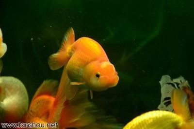 如何打造一個美觀且實用的魚缸以及選擇哪些魚缸：如何打造一個美觀且實用的魚缸 如何打造一個美觀且實用的魚缸以及選擇哪些魚缸：如何打造一個美觀且實用的魚缸 魚缸百科 第3張