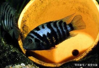 如何打造一個美觀且實用的魚缸以及選擇哪些魚缸：如何打造一個美觀且實用的魚缸 如何打造一個美觀且實用的魚缸以及選擇哪些魚缸：如何打造一個美觀且實用的魚缸 魚缸百科 第4張