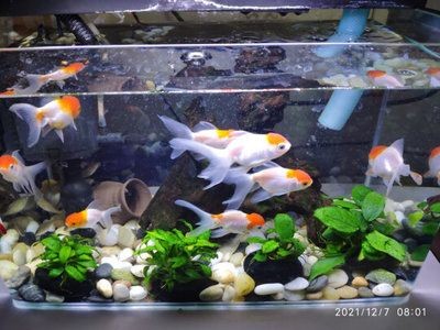 如何打造一個美觀且實用的魚缸以及選擇哪些魚缸：如何打造一個美觀且實用的魚缸 如何打造一個美觀且實用的魚缸以及選擇哪些魚缸：如何打造一個美觀且實用的魚缸 魚缸百科 第1張