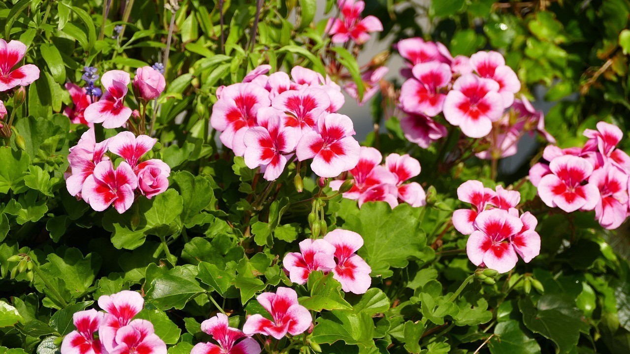 高淳縣椏溪鎮陽光花卉店（高淳縣椏溪鎮陽光花卉店地址）